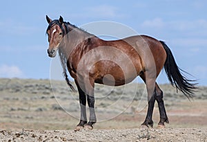 Mustang horse standing on grass farm under blue sky in McCullough Peaks Area in Cody, Wyoming