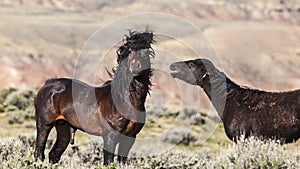 Mustang horses of the Wyoming deserts fighting uncombed mane