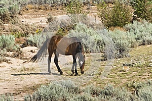 Mustang mare