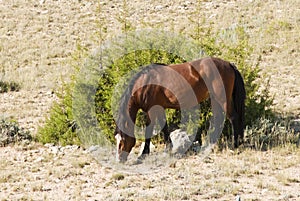 Mustang mare