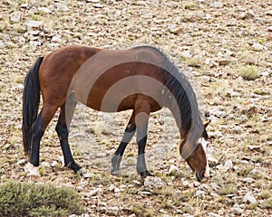 Mustang mare