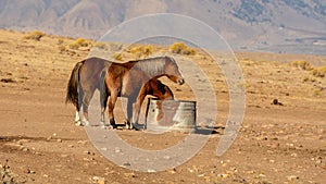 A mustang mare and her colt by a water tank