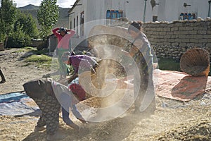 Mustang Nepal ,27 August 2016:Tibetan women winnowing  corps from Tsharang village,Upper Mustang Nepal.