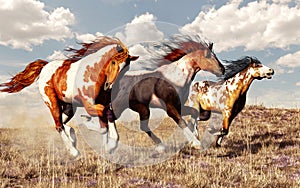 Mustang Race