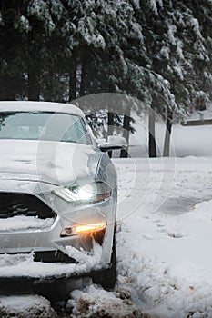 Mustang in the Snow