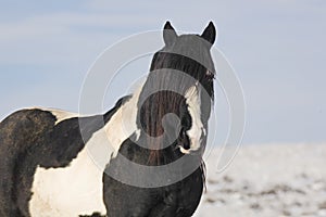 Mustang Stallion with Black Mane