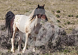 Mustang stud in desert sagebrush