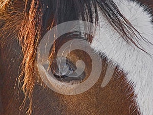 Mustang watching