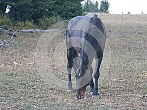 Mustang Wild Horse - Black Stallion grazing in the Pryor Mountains Wild Horse Range in Montana USA