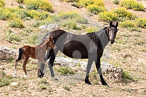 Mustang Wild Horse Mare mother with her bay foal in the Pryor Mountains Wild Horse Refuge Sanctuary in Wyoming USA