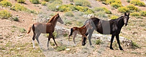 Mustang Wild Horse Mare watchful mother with her baby bay foal and yearling colt in the Pryor Mountains Montana USA