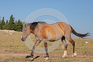 Mustang Wild Horse mare on windy Tillett Ridge in the Pryor Mountains Wild Horse Range on the border of Wyoming USA