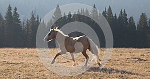 Mustang Wild Horse Palomino stallion running in the Pryor Mountains Wild Horse Range in Wyoming United States