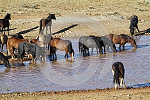 Mustangs in the Morning at the Water Hole