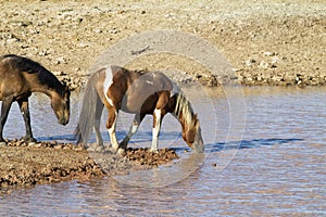 Mustangs Pausing for a Drink