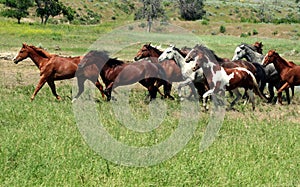 Mustangs On Prarie