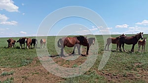 Mustangs in the Rostov natural reserve, group of wild horses, spring day