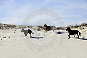 Mustangs Running among Sand Dunes