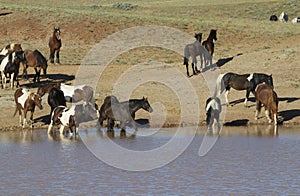 Mustangs Wading in a Water Hole