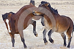 Mustangs wild horse horses Kicking bucking fighting