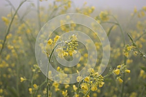 Mustard blossoms on a field in the fog