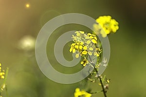 Mustard brassica napus juncea - wild flowers canola