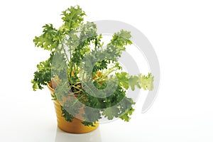 Mustard cabbage (Brassica juncea) in flower pot