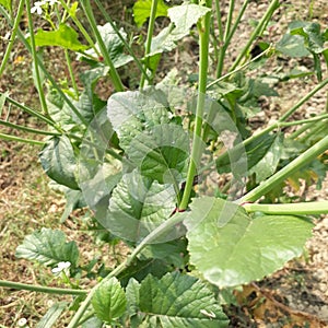 Mustard, condiment made from the pungent seeds of either of two main herbs belonging to the family Brassicaceae.