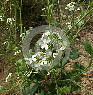 Mustard, condiment made from the pungent seeds of either of two main herbs belonging to the family Brassicaceae. photo