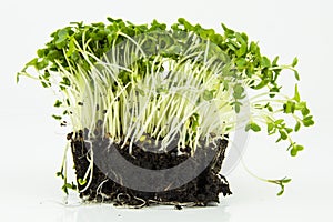 Mustard and cress roots and stems