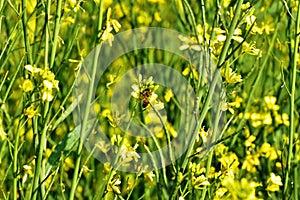 Mustard crop field leaf honeybee nature yellow flowers countryside bright day