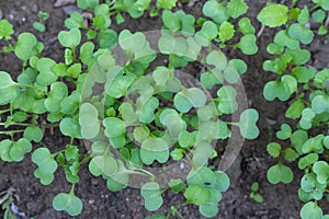 Mustard crop growing in the farm