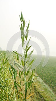 Mustard is a dicotyledonous plant of the Brassica for Cruciferae family. photo