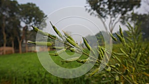 Mustard is a dicotyledonous plant of the Brassica for Cruciferae family. Mustard is an oilseed. Vast mustard fields of Bangladesh