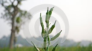 Mustard is a dicotyledonous plant of the Brassica for Cruciferae family. Mustard is an oilseed. Vast mustard fields of Bangladesh