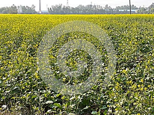 Mustard Farm view in Beautiful Fresh Sunny Morning in Punjab India