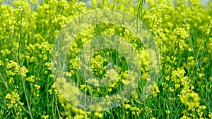 Mustard farming at a field