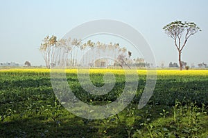 Mustard farming in Uttar Pradesh india