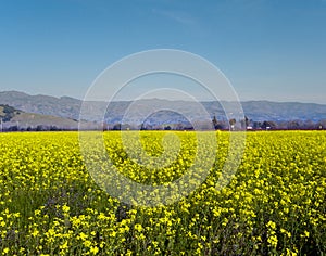 Mustard Field