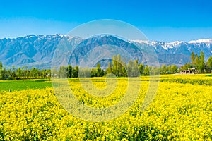 Mustard field with Beautiful snow covered mountains landscape K