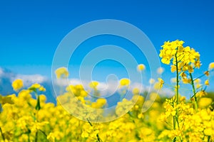 Mustard field with Beautiful snow covered mountains landscape K