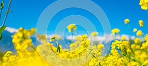 Mustard field with Beautiful snow covered mountains landscape K