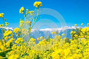 Mustard field with Beautiful snow covered mountains landscape K