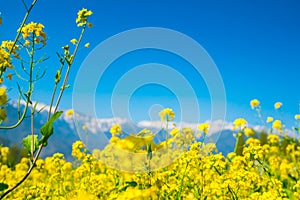 Mustard field with Beautiful snow covered mountains landscape K