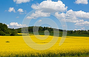 Mustard Field in Bloom Landscape