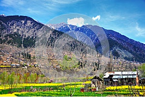 Mustard field, Kashmir photo