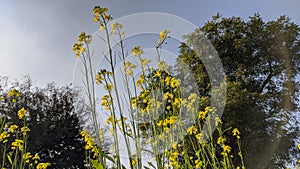 Mustard field landscape. Beautiful yellow flowers and green leaves. Trees and blue sky.