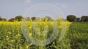 Mustard field landscape. Beautiful yellow flowers and green leaves. Trees and blue sky.