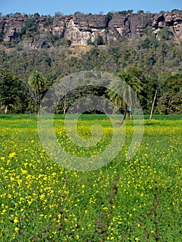 Mustard field near Bhopal, Inaia