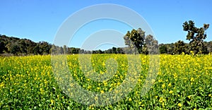 Mustard field near Bhopal, Inaia